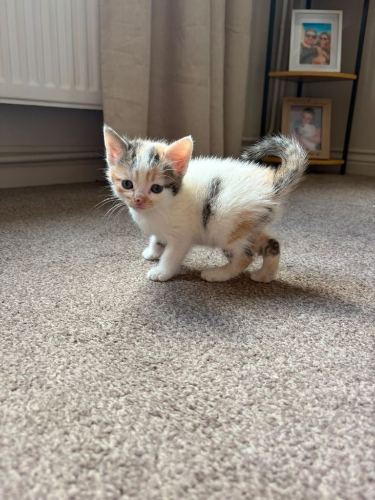 Kittens for sale - 4 left!!
