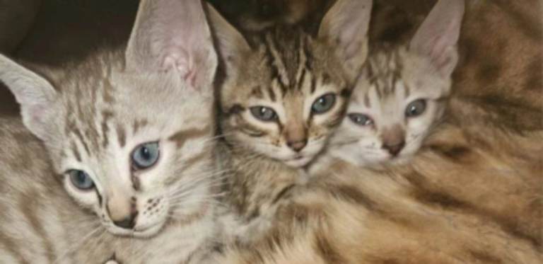 Bengal kittens 