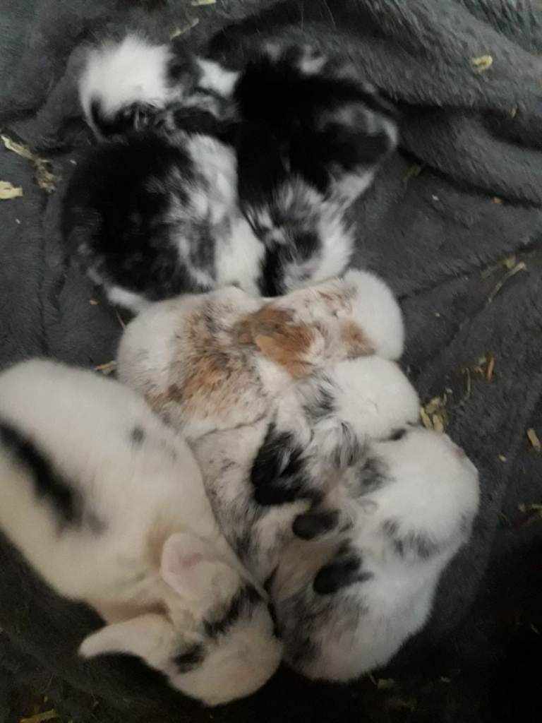 rabbits for sale