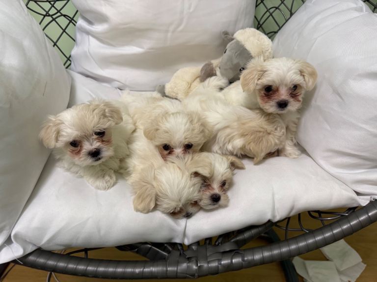 5 beautiful Maltese puppies 