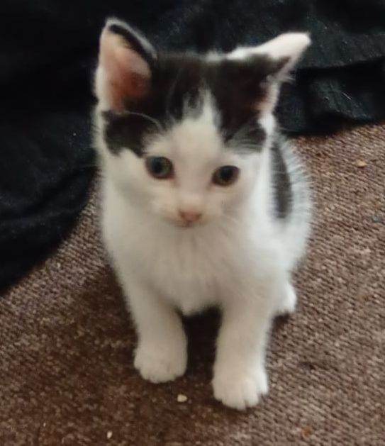 12 weeks old kittens
