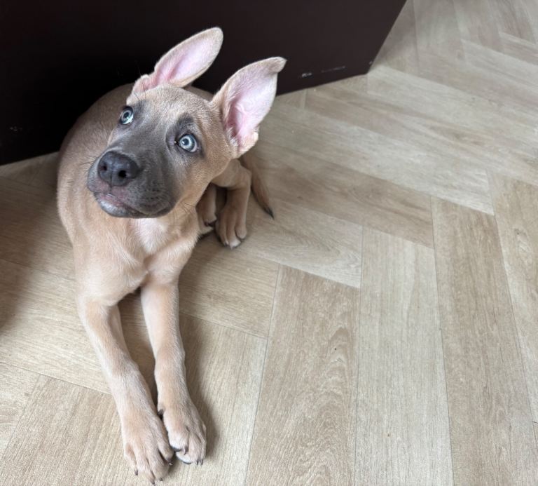 Dog