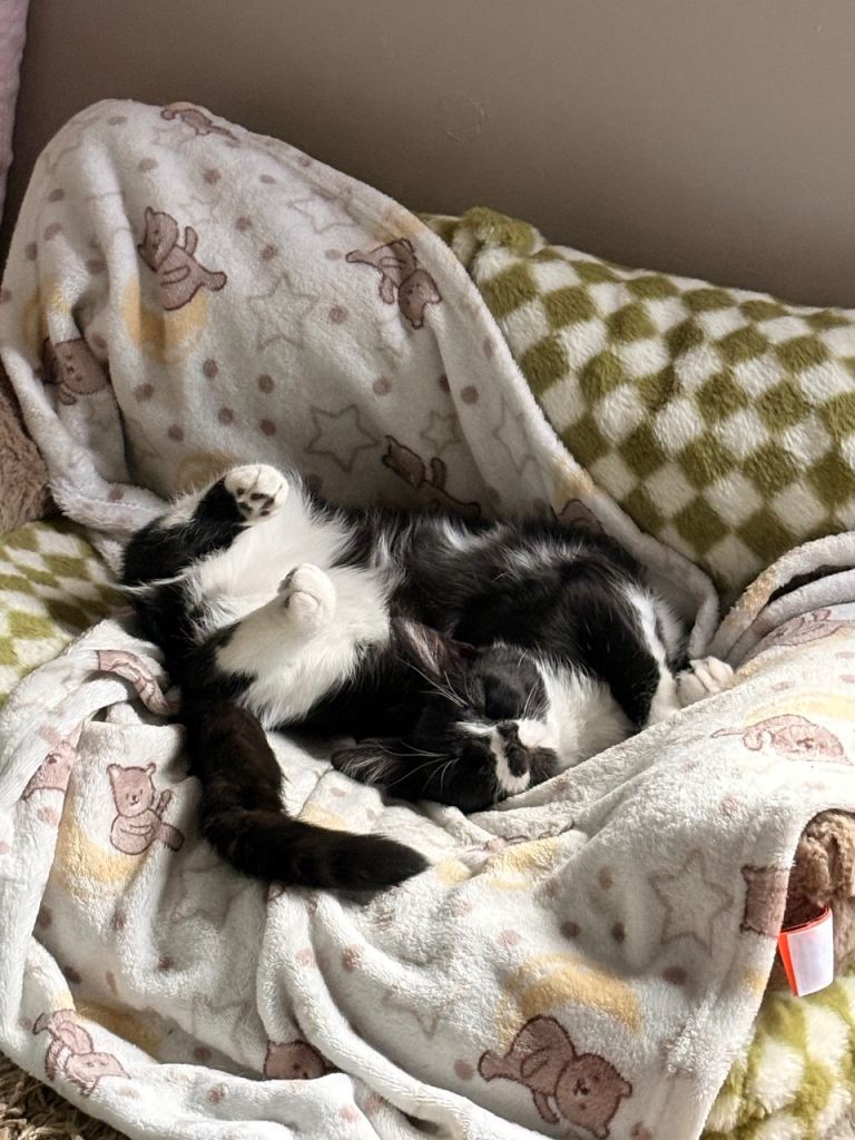 Tuxedo female cat