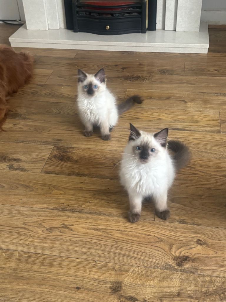 Purebred Male Ragdoll Kittens. Ready Now! Offers Welcome! 