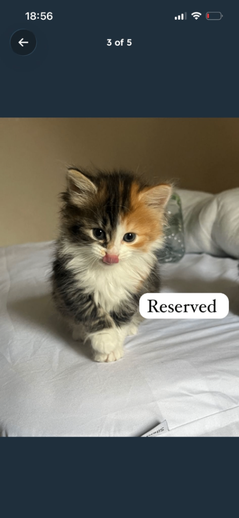 Fluffy Long haired kittens for sale 