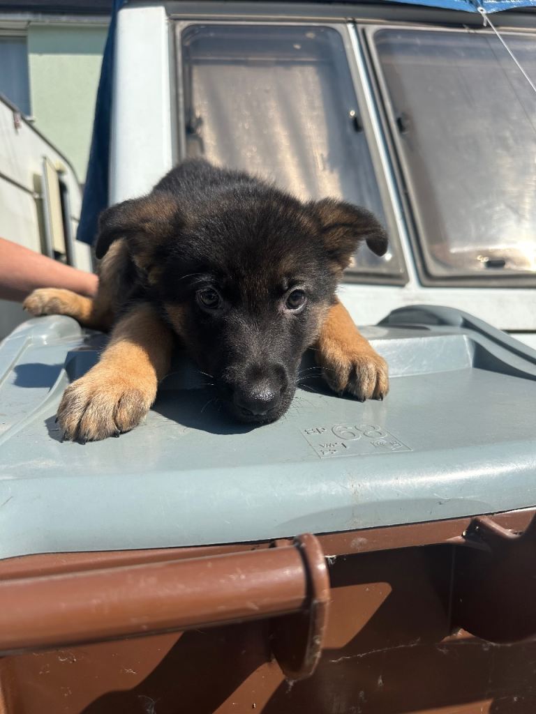 German shepherd 