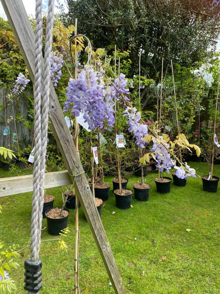 NEED GONE ASAP. MUST HAVE 30 OF THEM. Wisterias established on Bamboo frames.