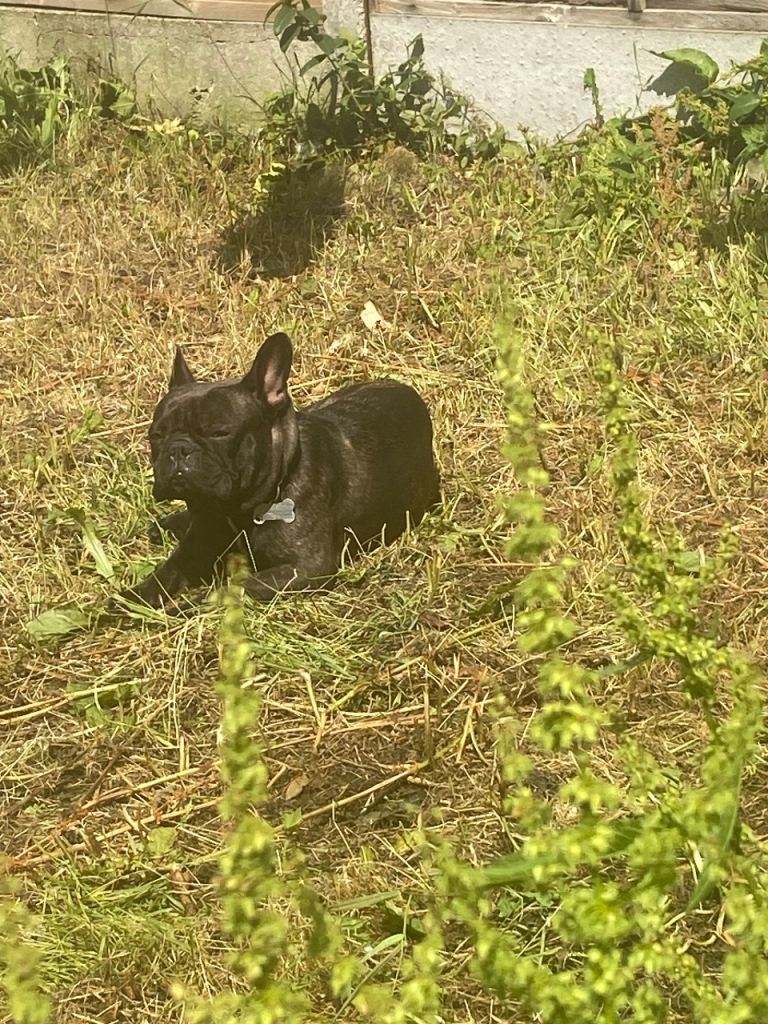 French bull dog 