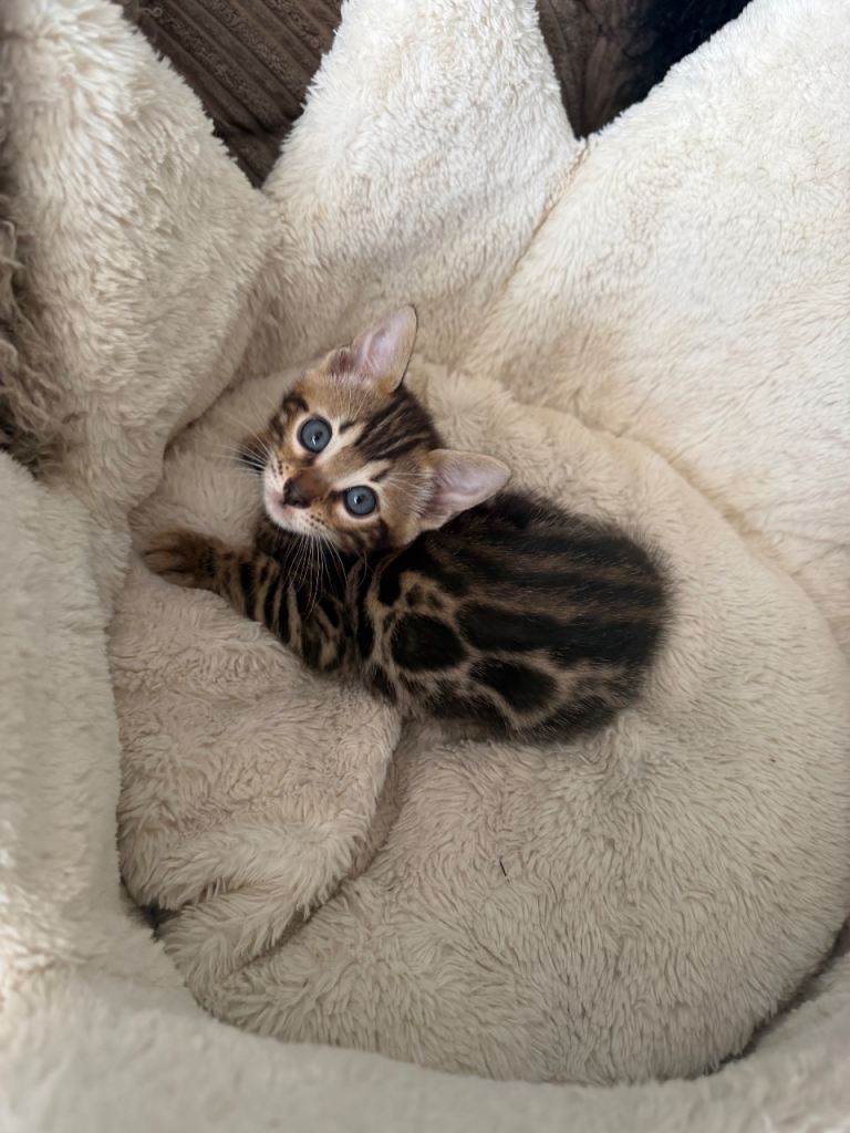 Tica bengal kittens available