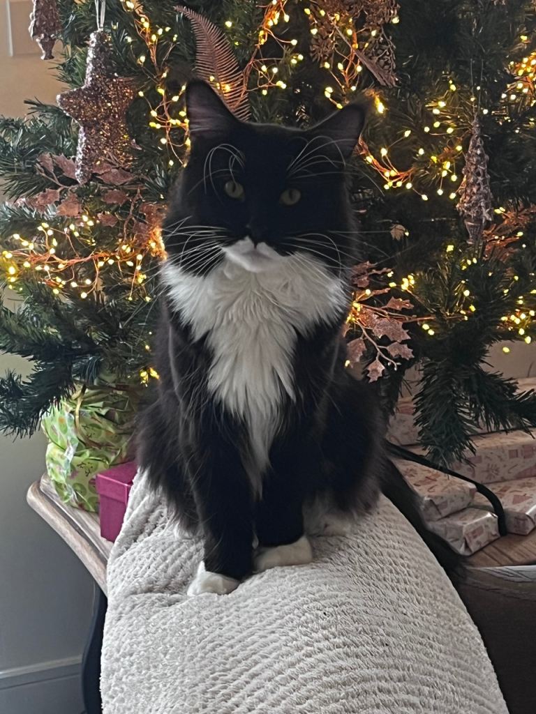 EMERGENCY CAT REHOMING DUE TO HOMLESSNESS 