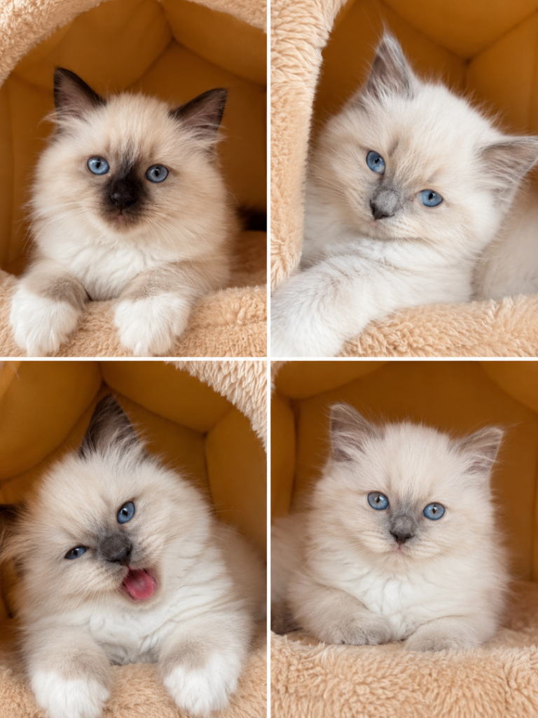 Ragdoll  cats 