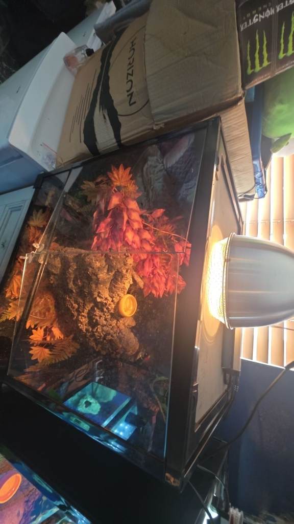 Reptile set up for sale 