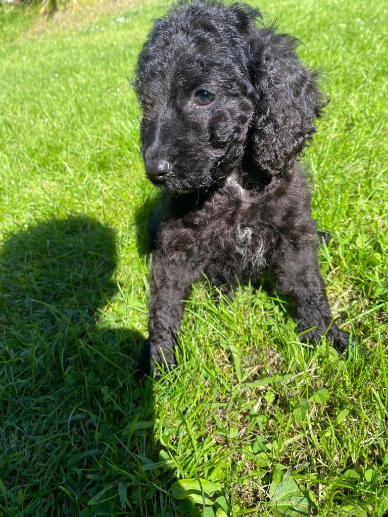 F1b Cocapoo puppies 1 girl Left! Ready to leave