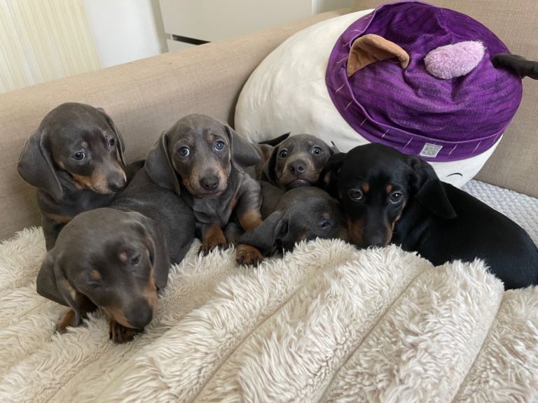 Beautiful miniature dachshund 