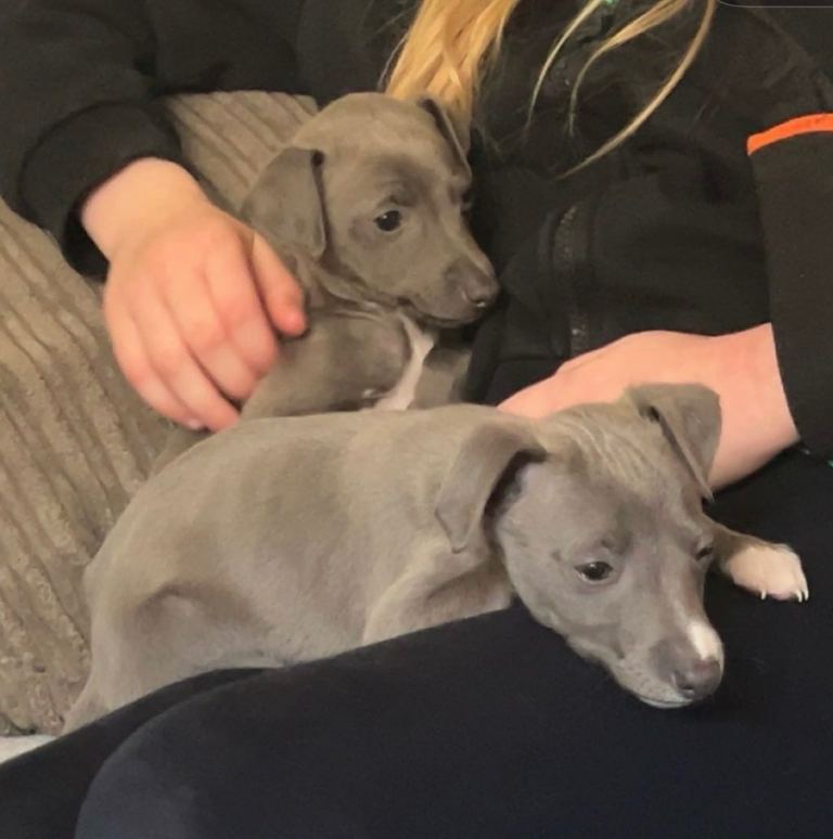 Whippet cross Italian grey hound 