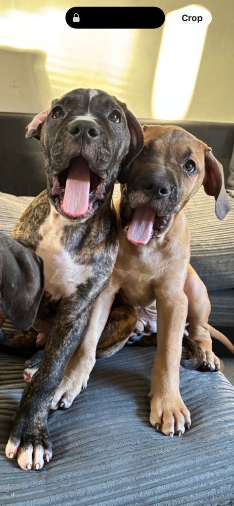 Mastiff pups 