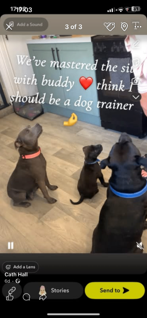 Staff puppies for sale