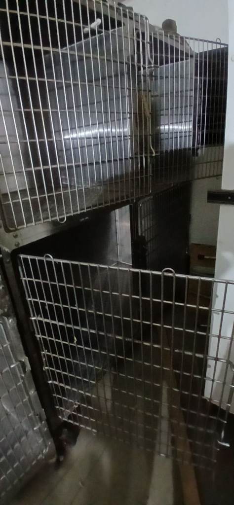 Professional Vets/ Animal Grooming Cages