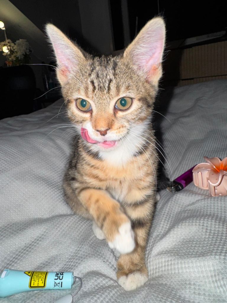 Adorable kitten looking for its forever home