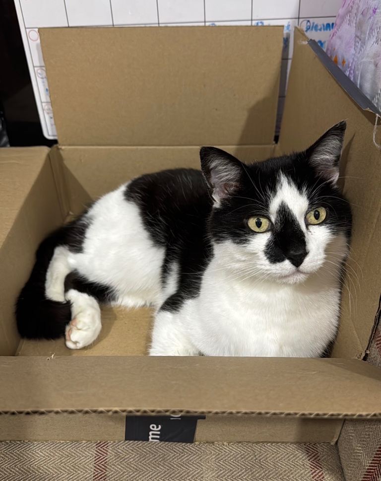 Beautiful boy looking for his forever home