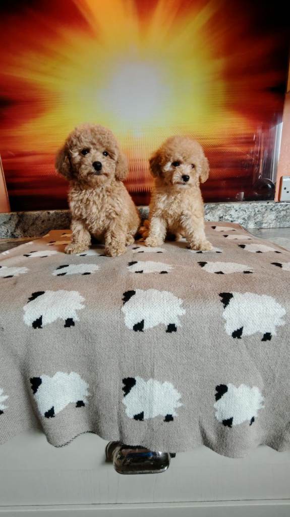 Toy poodle pups for sale