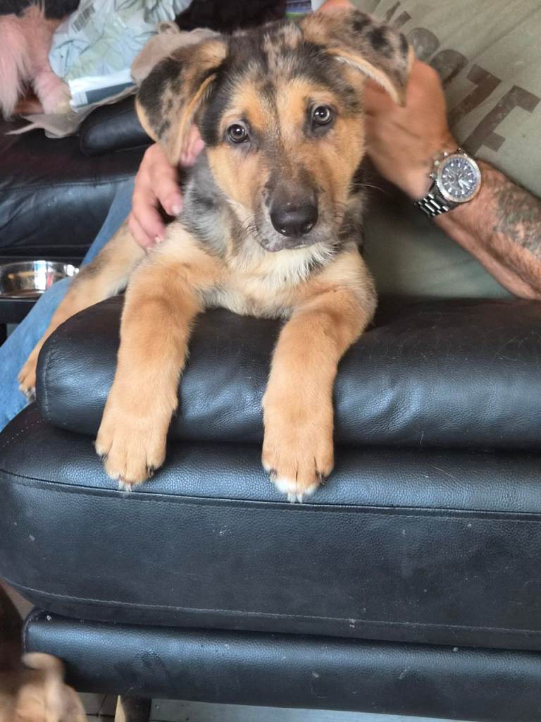 Male puppy