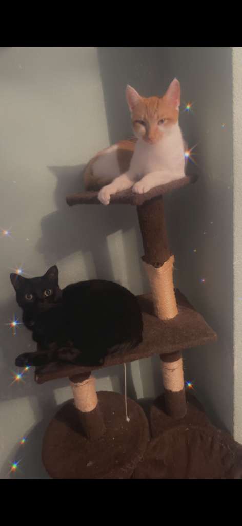 Cats to rehome together