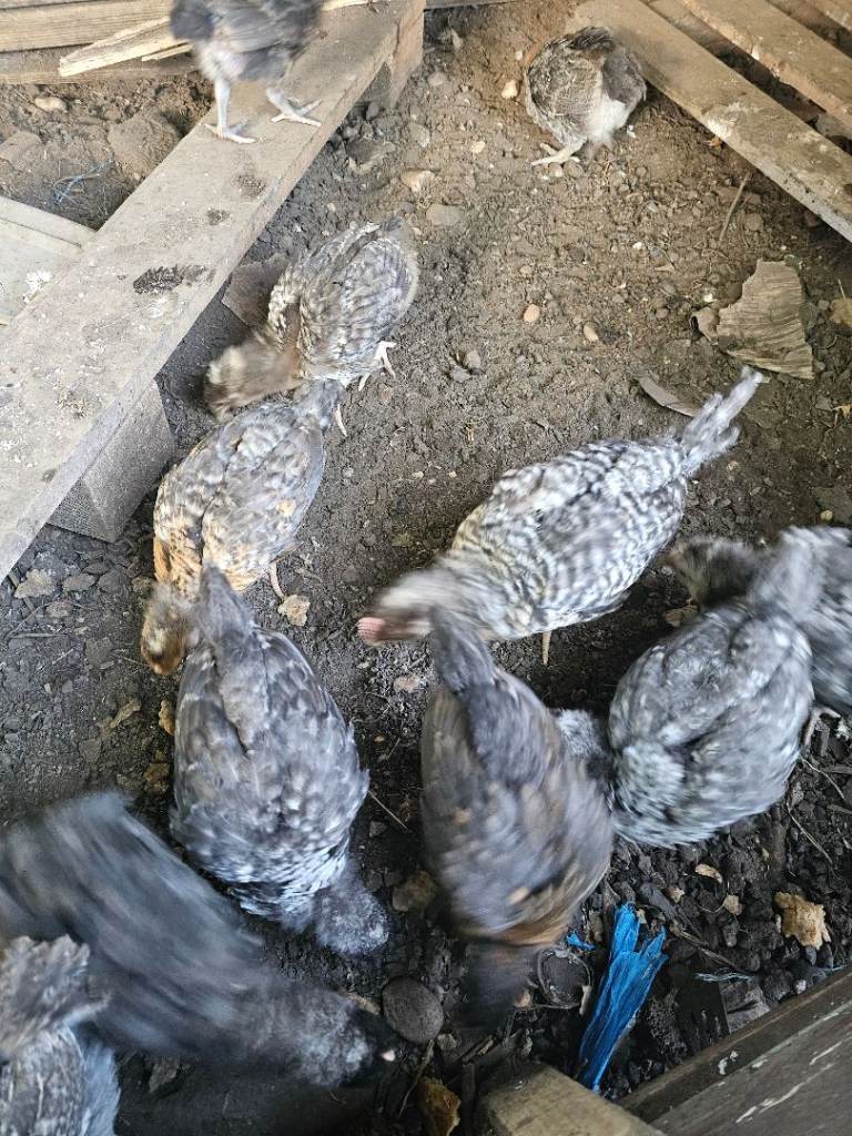 Chicks