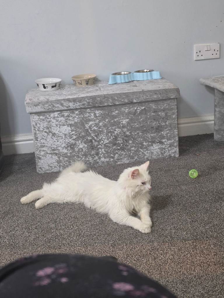 Turkish angora loving home needed