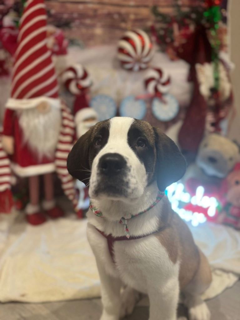 8 Month Old Female Saint Bernard 