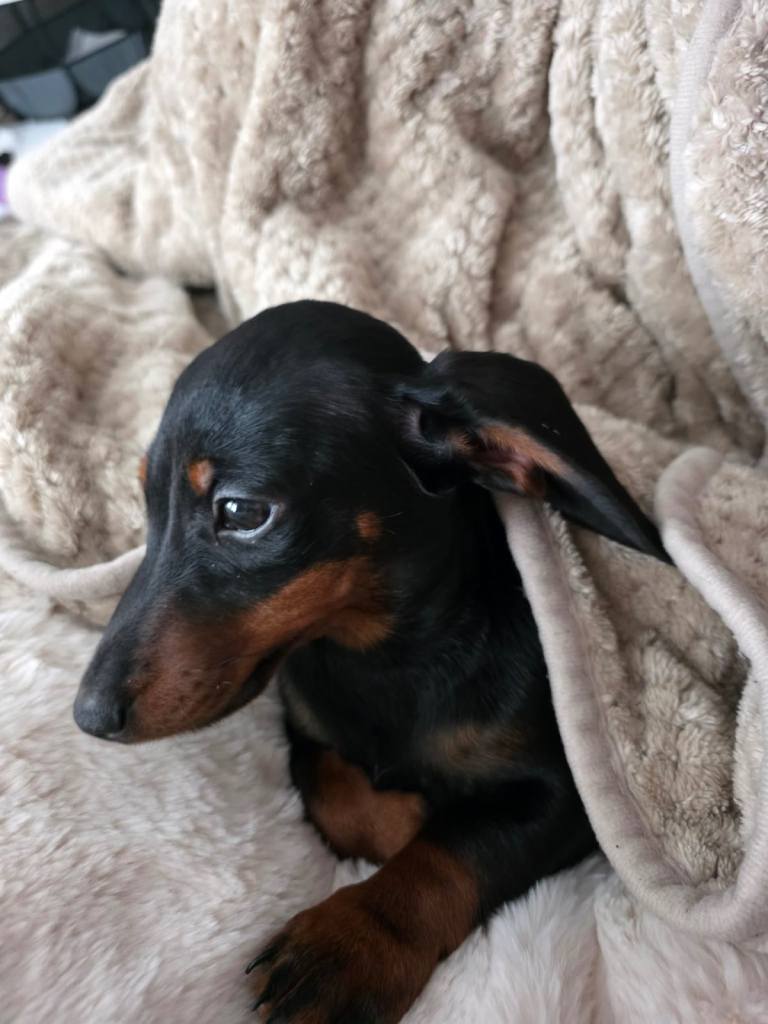 Mini female dachshund pup