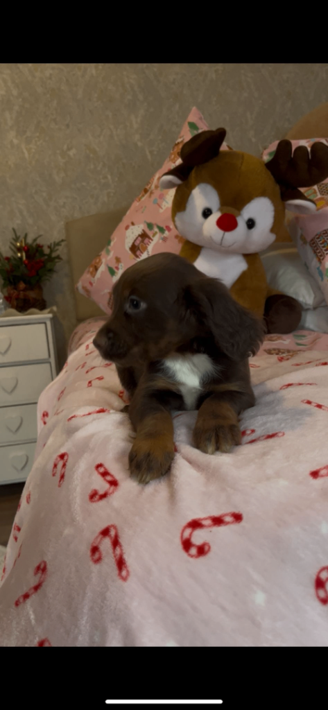 Cocker spaniel puppies