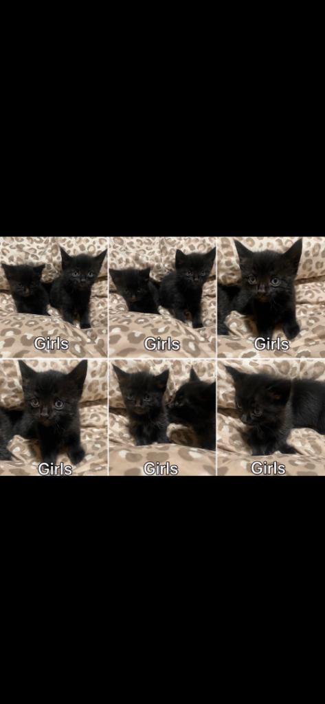 Beautiful Kittens 