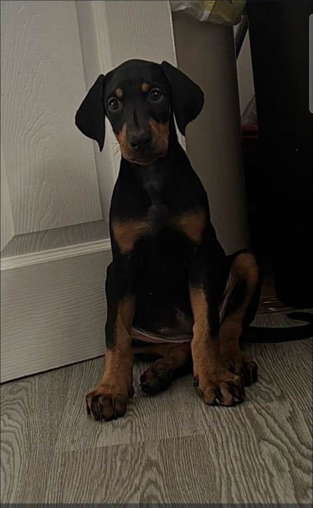 Doberman puppy 10 weeks female