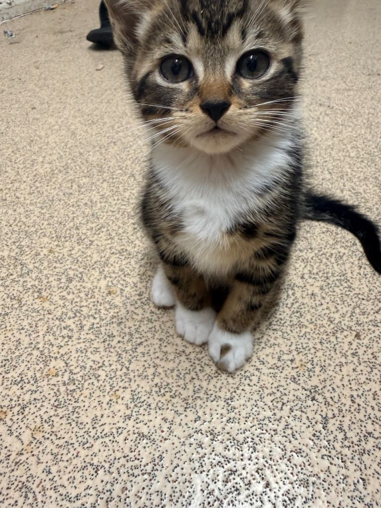Kittens for sale 