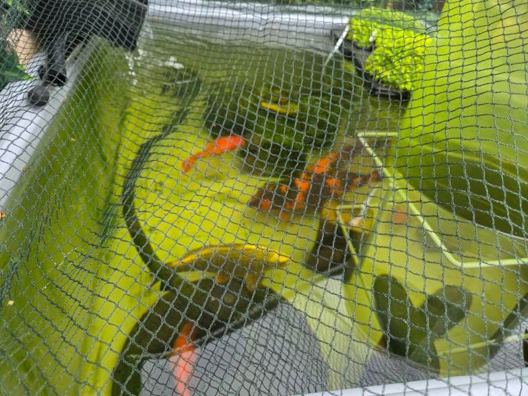 2 x Gold Ghost Koi