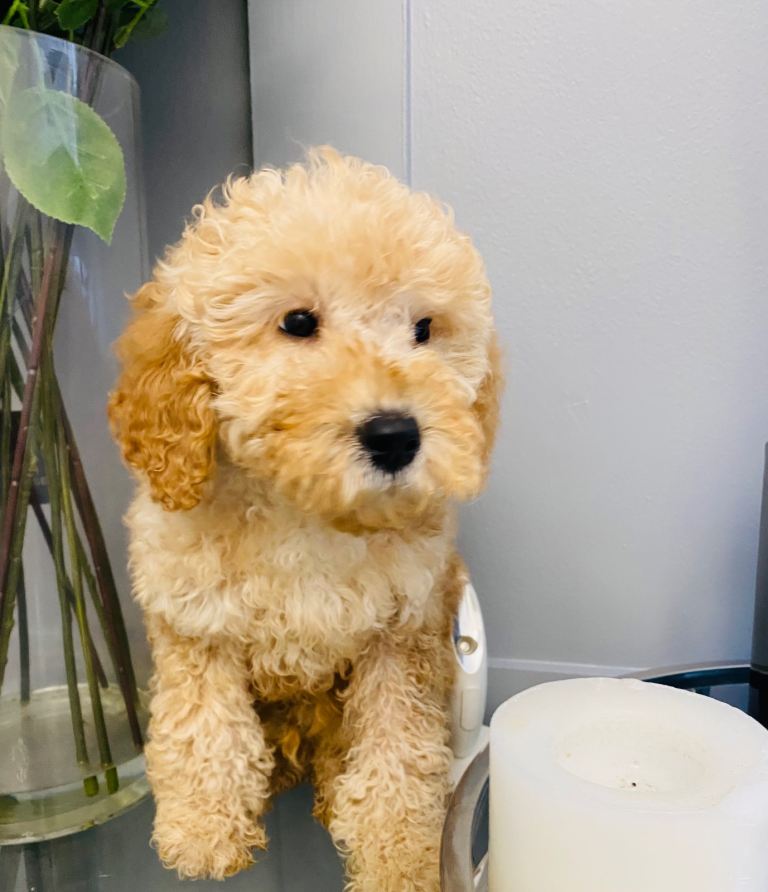 F1B Cockapoo Puppies