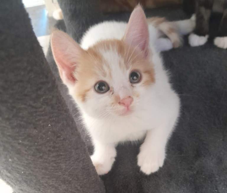 Kittens