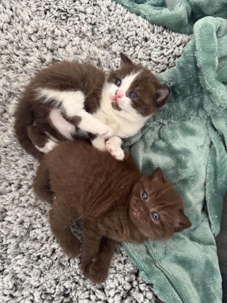 Chocolate bi colour British Shorthair Kitten