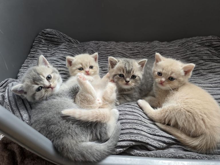 British shorthair kittens