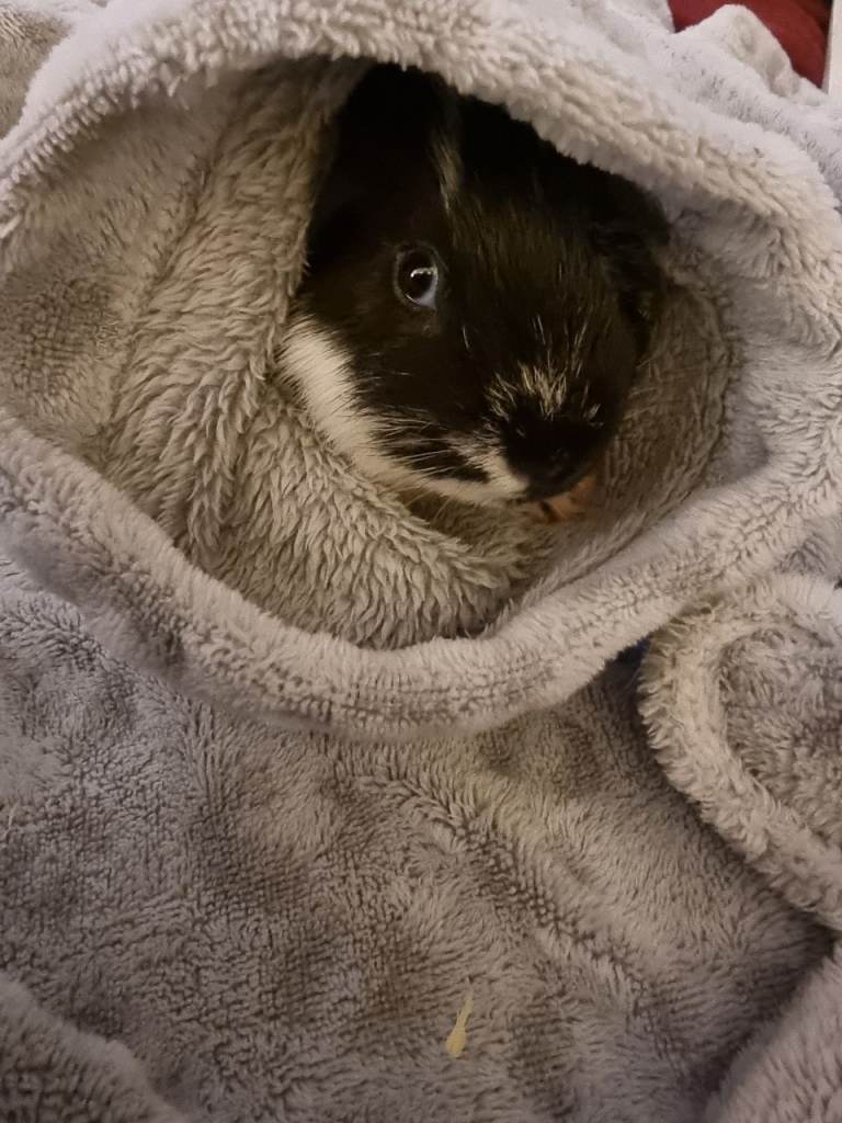 Male guinea pig