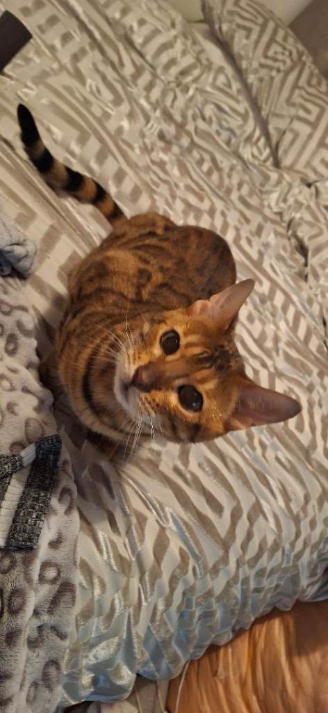 Bengal female spayed