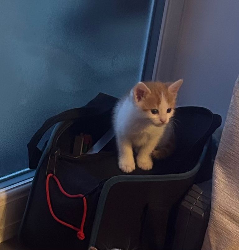 One male out of 4 ready to find his new home 