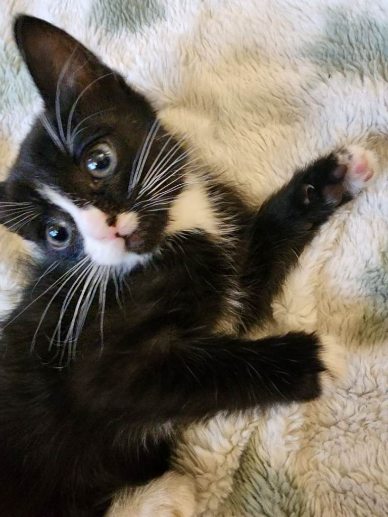 1 female kitten left 🥰