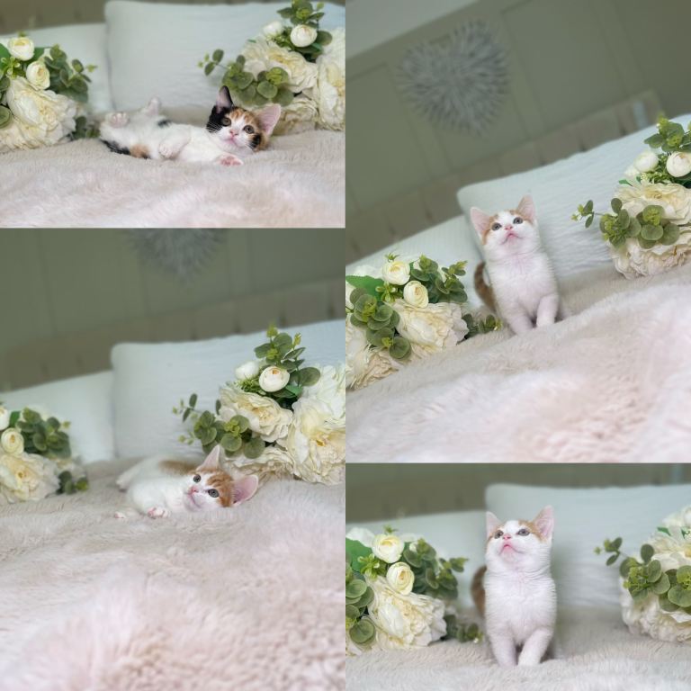 Beautiful kittens 8 weeks old ready now 