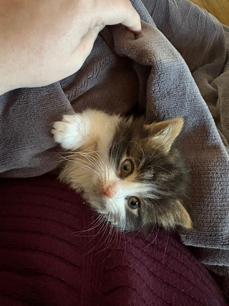 Maine coon x kitten 
