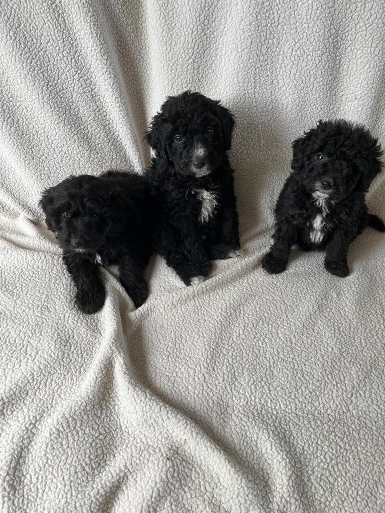 Bordoodle puppies 