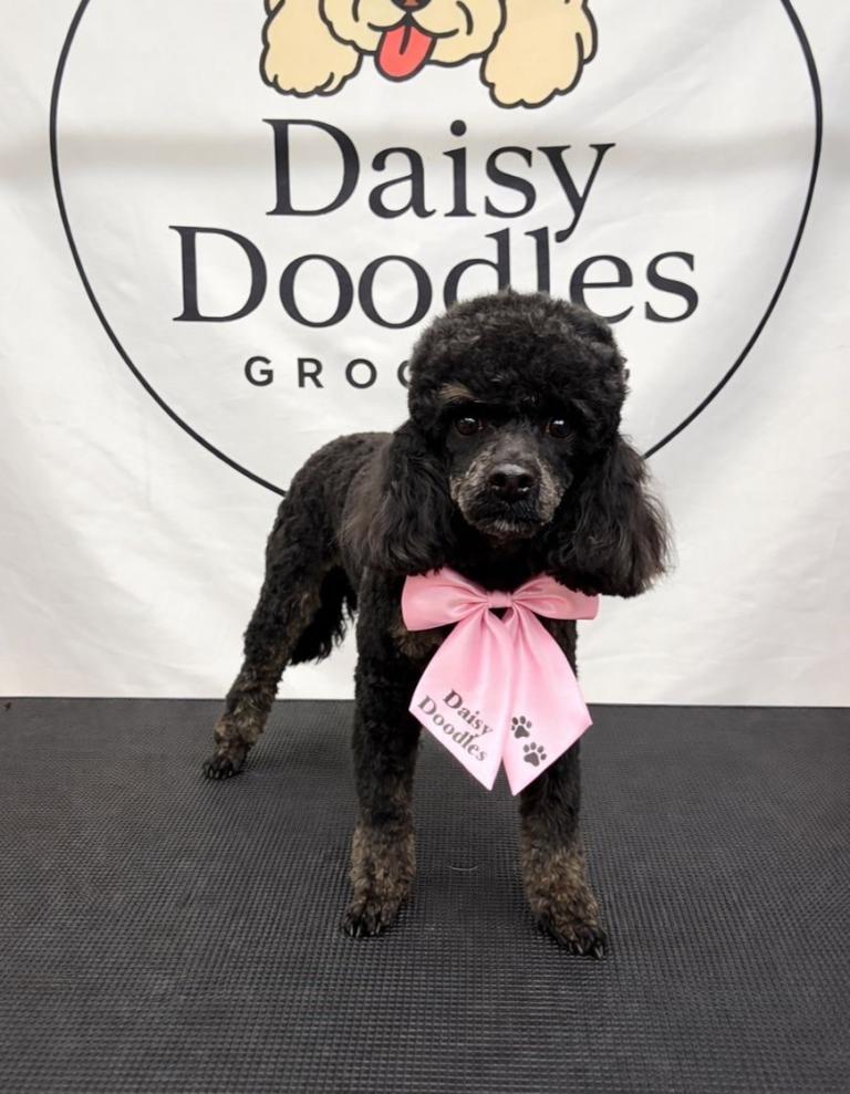 Toy Poodle 