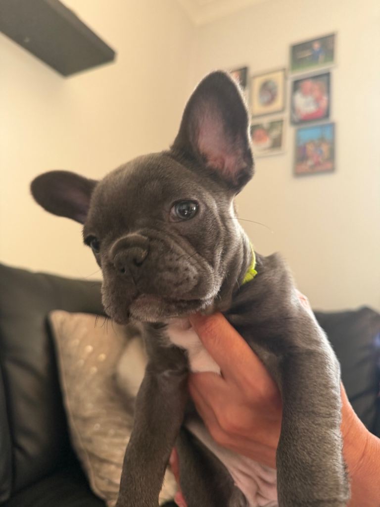 9 week old french bulldog puppies 