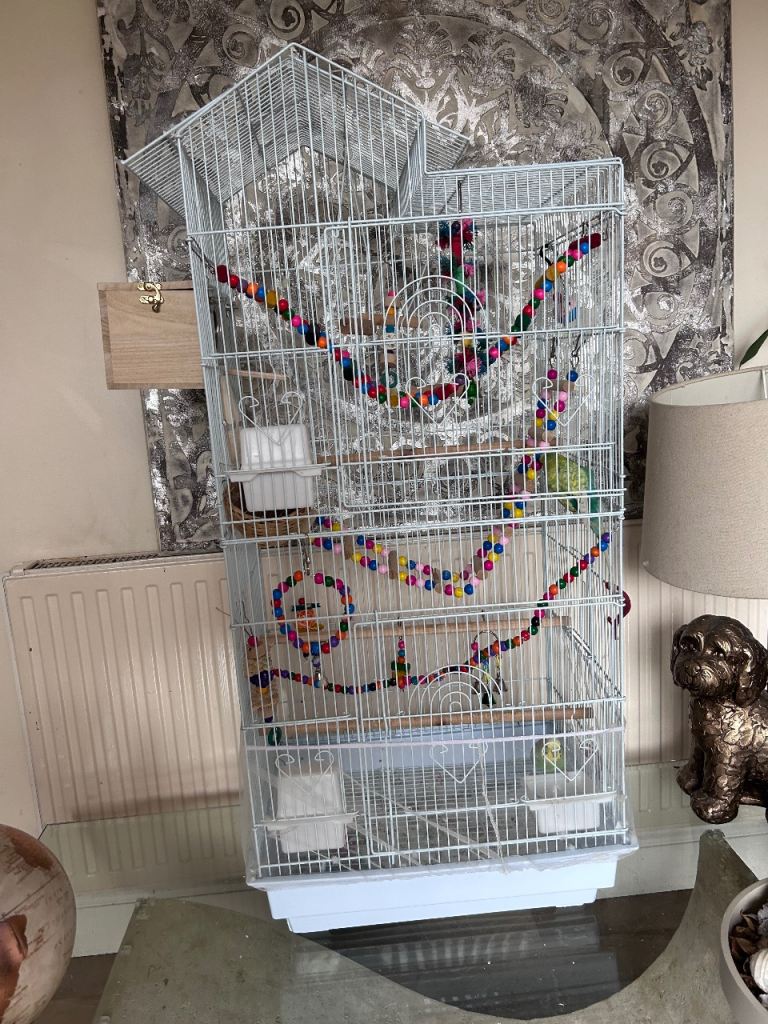 Budgies for sale
